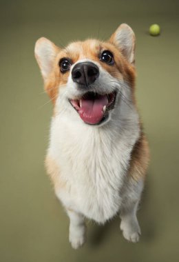 Bir Pembroke Welsh Corgi havada yeşil bir topla enerjik bir şekilde zıplar. Köpekler neşeli ifade ve hareket dinamik ve eğlenceli bir görüntü yaratır..
