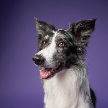 Gülümseyen mutlu bir Border Collie, doğrudan kameraya bakarak, derin bir mor arka plana karşı poz verir. Neşeli ifade ve tüylü kürk sıcak ve dostane bir hava yaratır..