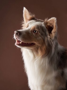 Bir Border Collie, dikkatli bakışlarını ve keskin özelliklerini gösteren bir yan profil çekiminde yakalanır. Koyu arkaplan kontrastı güçlendirir, köpekleri kabarık tüylü yapar..