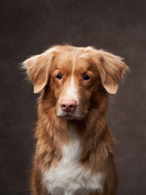 Karanlık bir arka planda Nova Scotia Duck Tolling Retriever 'ın yakın çekimi. Köpek nazik bir ifadeyle dümdüz görünüyor..