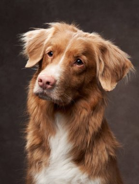 Bir Nova Scotia Duck Tolling Retriever kafasını hafifçe eğer, meraklı görünür. Koyu arkaplan köpek kürküyle çelişiyor..