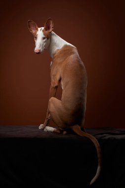 Bir İbizan Tazısı yükseltilmiş bir platformun üzerinde zarif bir şekilde duruyor, uzun bacakları ve kulakları ona heykel gibi bakıyor. Koyu kahverengi arka plan zarif atmosfere ekleniyor..