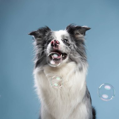 Bir çoban köpeği kameraya bakar, dili hafifçe dışarı çıkar, neşeli ve dostça bir ifadeyle..