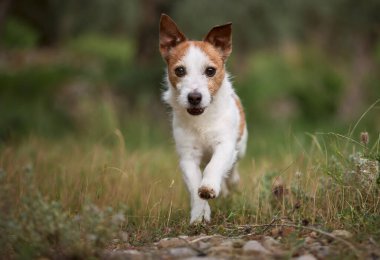 Jack Russell Terrier kirli bir yolda kameraya doğru koşuyor, kulakları arkada ve gözleri kilitli. Bulanık ormana karşı keskin detaylarla yakalanmış..