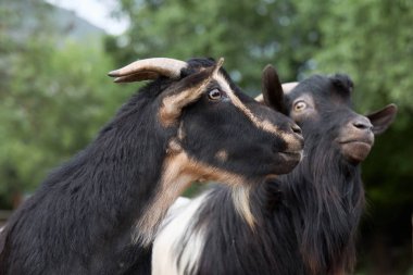 İki siyah keçi yan yana durur. İkisi de kameraya tuhaf bir şekilde bakıyor..