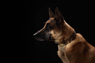 Köpek, siyah arkaplana karşı dramatik ışıklandırmada profil görünümünü göstererek başını yana çevirir.