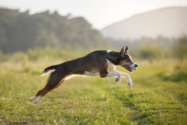 Bir köpek kendini hızla fırlatır, arkasında sığ bir alan derinliği ile yakalanır..