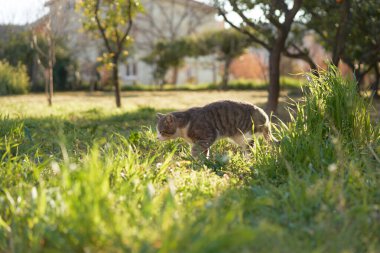 Kediler şehir parkındaki ağaç gövdelerinin yakınındaki çimenli bölgeyi keşfeder. Doğal ışık onların formlarını vurgular.