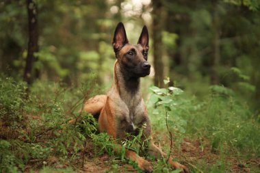 Belçikalı bir Malinois, uzun ağaçlar ve yumuşak ışıklarla çevrili gür bir ormanda sakince oturur. Sakin atmosfer köpeğin doğal zarafetini ve güzelliğini vurgular..