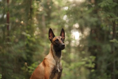 Bir Belçikalı Malinois, uzun ağaçlarla çevrili gölgeli bir ormanda huzur içinde dinleniyor. Huzurlu ortam köpeğin gevşediğini ve sakinleştiğini vurgular..