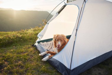 Bir Nova Scotia Duck Tolling köpeği manzaralı bir dağda çadırın yanında dinlenir ve güneşin altında güneşlenir. Konforlu kamp kurulumu, açık hava keşfi ve arkadaşlığın neşesini vurguluyor..