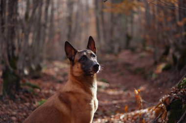 Belçikalı bir Malinois, sıcak sonbahar tonlarıyla çevrili bir orman yolunda tetikte bekliyor. Ağaçların arasından süzülen güneş ışığı huzurlu ve doğal bir manzara yaratır..