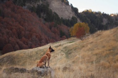 Belçikalı bir Malinois altın çimenler ve kırmızı sonbahar yapraklarıyla çevrili bir kayanın üzerinde oturuyor. Huzurlu sahne, köpeğin odaklanmasını ve doğayla uyumu vurguluyor..