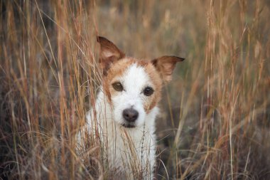Bir Jack Russell Terrier, uzun otların arasından meraklı gözlerle bakar. Tarlanın yumuşak kahverengi tonları köpeğin beyaz ve bronz yüzünü çerçeveler..