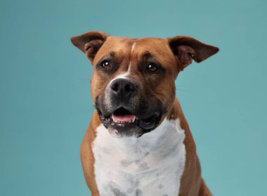 Bir staffordshire teriyeri kendine güvenen bir şekilde hafifçe gülümsüyor gibi görünüyor. Portre, karakteri ve varlığı yakalıyor..