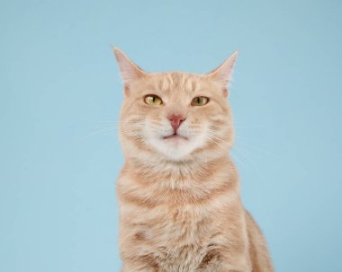 Kızıl bir kedi tarafsız bir bakışla öne bakar. Yumuşak bir kürk ve mavi bir zemin Huzurlu bir ton oluşturur.