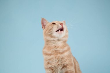 Kızıl kedi açık gözlerle ve küçük bir gülümsemeyle yukarı bakar. Kürkü aydınlık ve yumuşaktır.