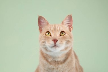 Zencefilli bir ev kedisi yeşil bir arka planda merakla yukarıya bakar. Geniş gözleri ve kalkık kulakları bir uyanıklık ve cazibe hissi yaratır..