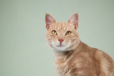 Kızıl kedi yumuşak, neredeyse gülümseyen bir ifade verir, yumuşak mavi arka plana karşı. Güvenle oturur ve doğrudan izleyiciye bakar..