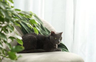 Gri evcil kedi, beyaz yastığın üzerinde dinlenirken yaprakların arasından bakar.