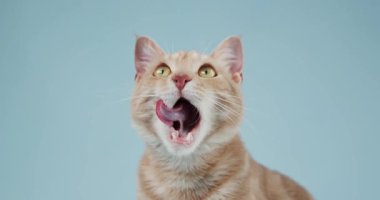 Kızıl bir kedi ağzı açık yukarı bakar, dişleri ve dili ortaya çıkar. Yumuşak bir Cyan arka planda açıkça göze çarpıyor..