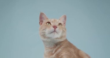 Kızıl kedi anlamlı bir yüz ve geniş gözlerle tepki verir. Açık ağzı, bir ses ya da duygu hissi veriyor..