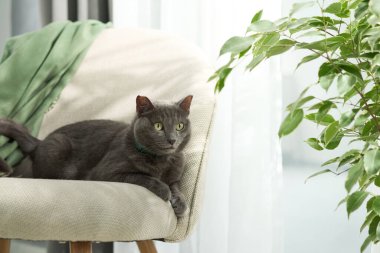Gray cat sitting upright looking straight toward camera on chair
