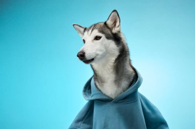 Kapüşonlu bir Sibirya Husky 'si mavi arka plana dikkatle bakıyor. Odaklanmış ve dengeli tavırlar köpeklerin zeki ve tetikte olduklarını vurgular..