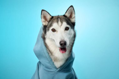 Mavi bir kapüşonlu giyen Sibirya Husky 'si mavi arka plana nazikçe bakışlarıyla sıcak bir bakış atıyor. Samimi kıyafetleri ve yumuşak tavırları köpeklerin şefkatli doğasını vurguluyor..