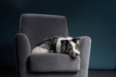 Bir çoban köpeği rahat bir şekilde koyu gri bir sandalyede uyur, tamamen esnemiş ve gevşemiş..