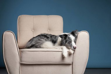 Sınır çobanı, bej bir sandalyede, koyu bir arka planda huzur içinde uyur..