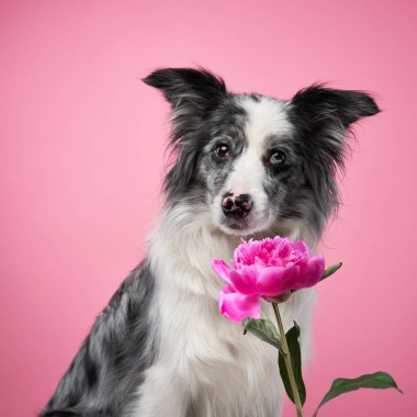 Bir Border Collie pembe çiçeklerin arasında oturur. Kafası yaprakları incelerken hafifçe eğilmiştir. Köpeğin siyah beyaz kürkü ve çiçek elementlerinin birleşimi çarpıcı bir kontrast yaratır..