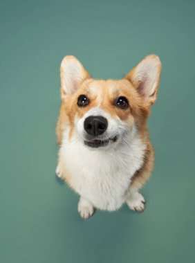 Bir Pembroke Welsh Corgi başını hafifçe yakın plan çekimde eğiyor, kulakları açık ve gözleri merakla dolu. Yumuşak yeşil arka plan köpekleri kabarık paltoyla tamamlıyor..