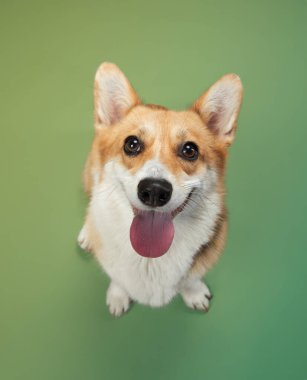 Bir Pembroke Galli Corgi kameraya büyük bir gülümseme ve parlak gözlerle bakıyor. Yumuşak yeşil arka plan onun büyüleyici ve dost canlısı doğasının altını çiziyor..