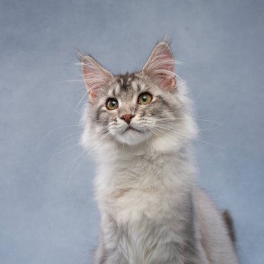 Gümüş renkli bir Maine Rakunu yavrusu, tüylü kürkü yumuşak ışıklandırmayla vurgulanmış mavi bir arka fonda oturur. Uyarı ifadesi cazibe katıyor.