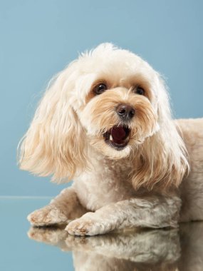 Bir Maltipoo yansıtıcı bir yüzeyde yatar, neşeli bir ifadeyle yukarıya doğru bakar. Uzun, dalgalı paltosu vücuduna yayılıyor..