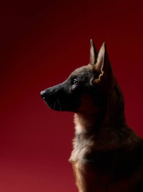 Bir kurt köpek yavrusu kırmızı arka planda yukarı bakar, tetikte ve meraklı görünür. Sıcak aydınlatma zengin tonları tamamlar..