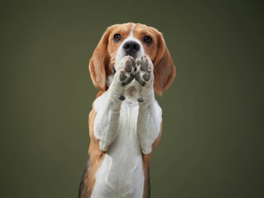 Bir av köpeği dik oturur ve patilerini çırpar ya da selamlar gibi kaldırır. Yeşil arkaplan, oyuncu ifadeyi vurgulayan yumuşak bir karşıtlık sağlar.