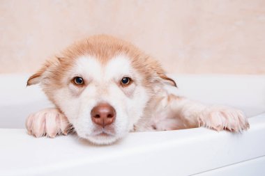 Alaskan Malamute Puppy banyo