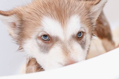 Alaskan Malamute Puppy banyo