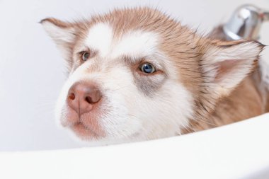 Alaskan Malamute Puppy banyo