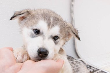 Alaskan Malamute Puppy banyo