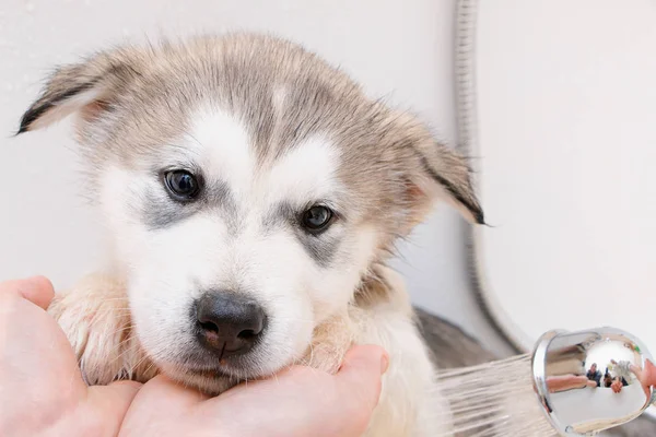 Szczeniak Alaski Malamute Kąpieli — Zdjęcie stockowe