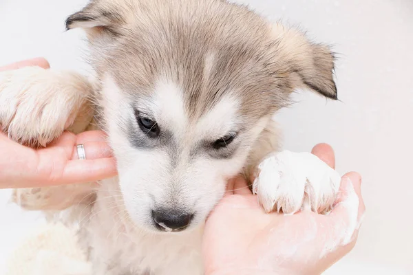 Fürdőben Alaszka Malamute Kölyök — Stock Fotó