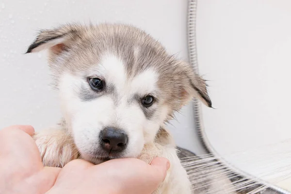 Alaskan Malamute Puppy banyo