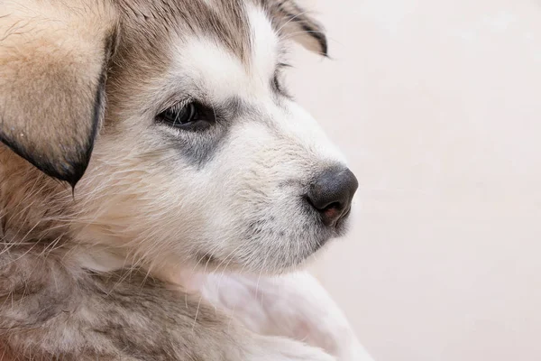 Alaskan Malamute Puppy banyo