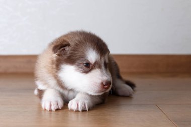 Alaskan Malamute yerde yatarken ve yavru köpek.