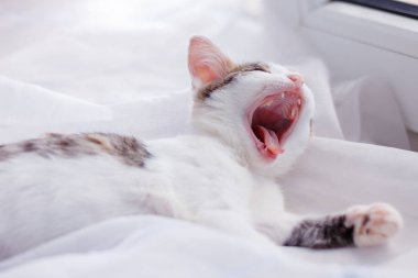 Üstünde belgili tanımlık pencere pervazına ve gapes yavru kedi bırakır