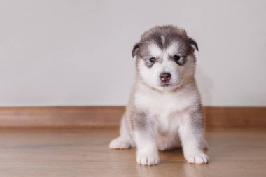 Köpek yavrusu Alaskan Malamute katta oturan