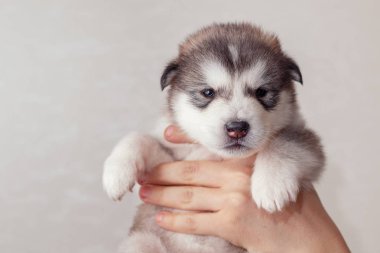 Bir köpek yavrusu Alaskan Malamute elini tutar